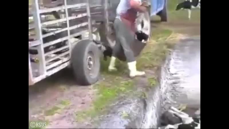 Молоко жестоко молочных телят выбрасывают за ненадобностью