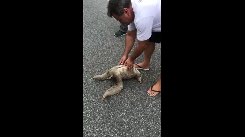 Ленивец благодарен за быструю достау через дорогу )