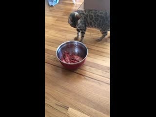 Уууу, шайтан!