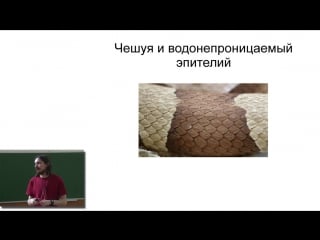Лекция 24 metazoa (часть 5) четвероногие позвоночные молодые