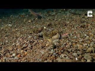 [caters clips] swimming colourful mimic octopus