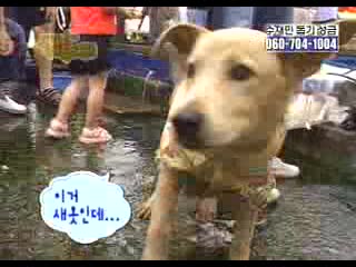 [020914] jtl doggie diaries [13]