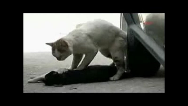 Кот пытатся оживить свою кошку