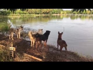 Парень решил удивить молодые фокусом в воде