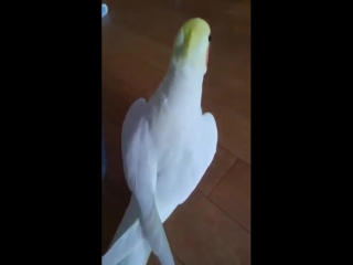 Happy birb