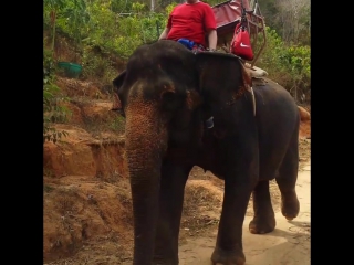 Kho lanta éléphant trip