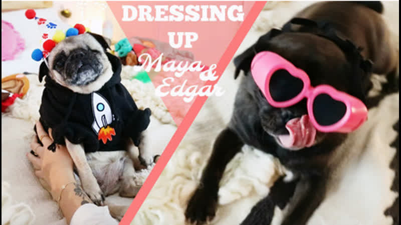 Dressing up the pugs dec 1, 2017 / marzia