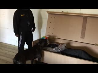 Cane corso 14 months old car theft and hidden intruder training