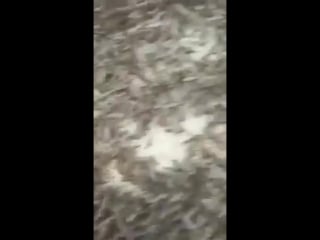 Найдено место где зимуют комары