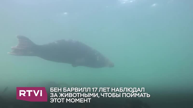 Тюлени хлопают ластами в дикой природе