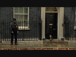 Larry the cat at downing street for crunch cabinet meeting