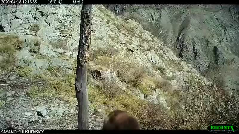 Росомаха в саяно шушенском заповеднике