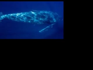 Humpback whale song