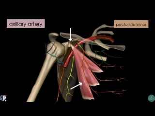 22 upper limb arteries arm and forearm 3d anatomy tutorial