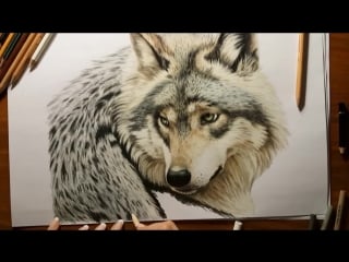 Colored pencil drawing grey wolf by jasmina susak