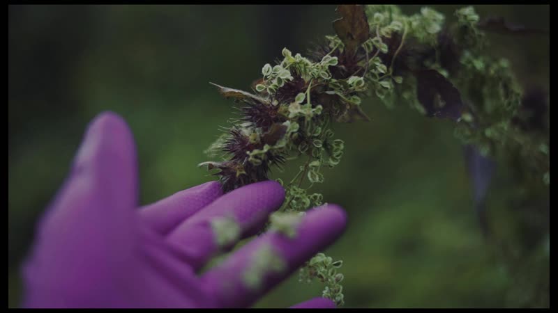 Мама лунтика прилетела за сыном