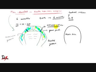 Dental occlusion development гнатология