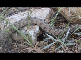 European cat snake (telescopus fallax cyprianus ) cyprus subspecies