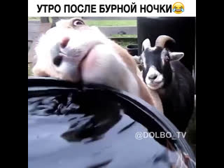 Утро после бурной ночки