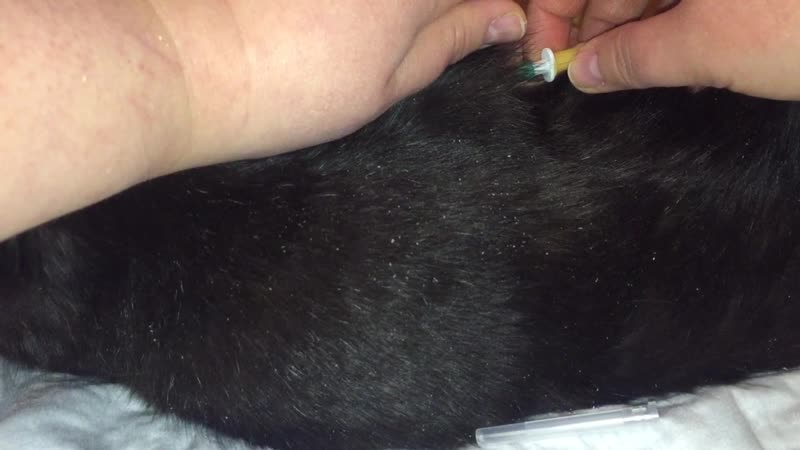 Постаноа подкожной капельницы