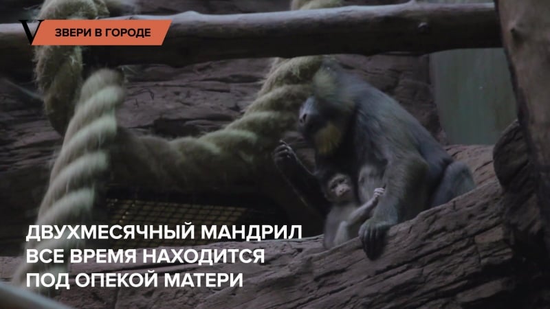 Как зимуют в зоопарке