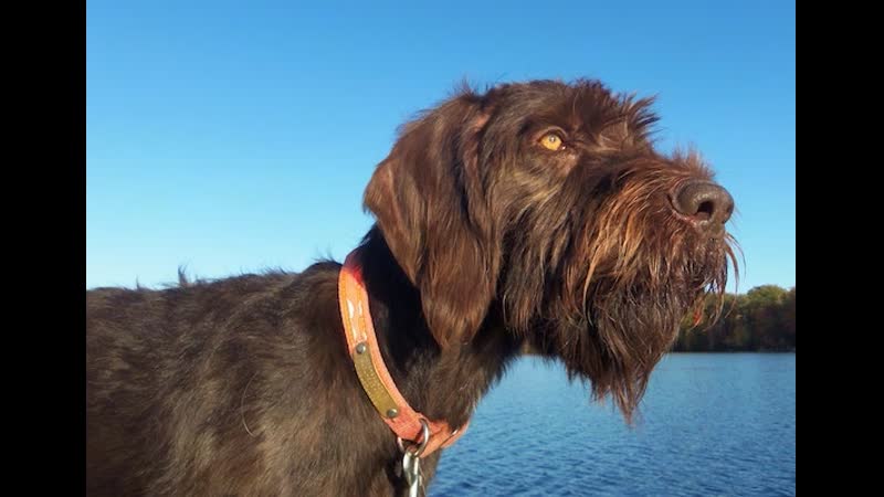 German wirehaired pointer drahthaar
