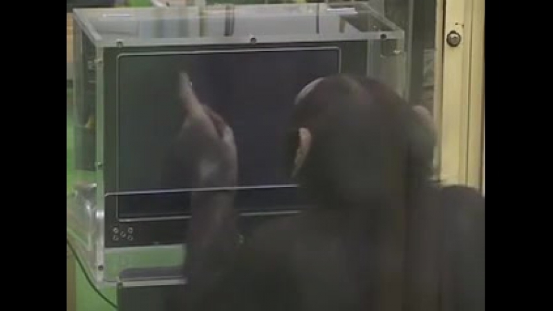 Пруф что ты тупее обезьяны