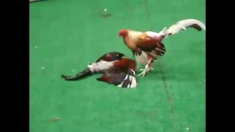 Ойынды ақырына дейін көр базар жоқ