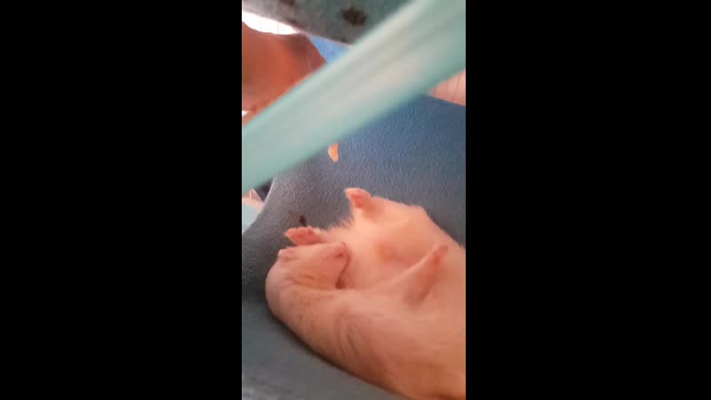 Хорек винтик