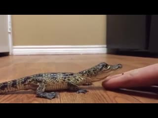 He's not havin it tonight baby crocodile likes to be pet
