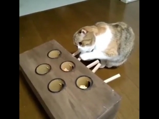 Тренироа перед настоящей охотой