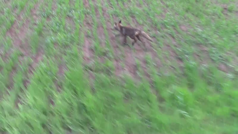 Нагонка смычка в дождь перевидел зайчонка и лисенка 2я часть