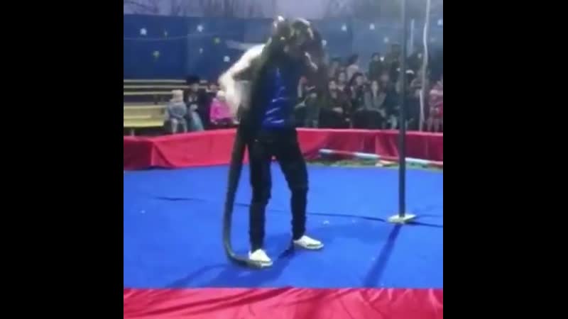 Питон молодыедрессировщика в цирке прямо во время представления