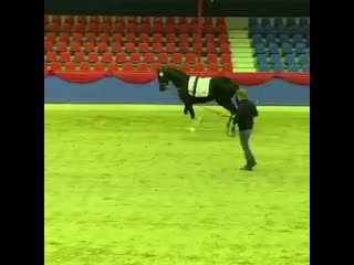 Glock’s dexter oldenburger stallion pre selection in vechta