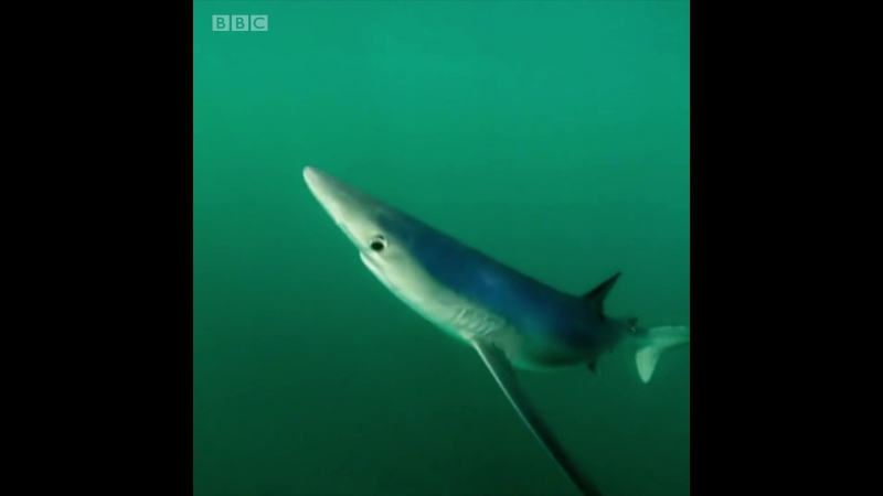 Заплыв с синей акулой