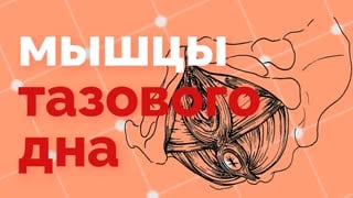 Влагалище человека — Википедия