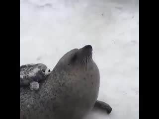 Аплодисменты плюшевым и