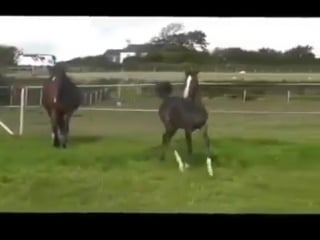 Totilas foal playing