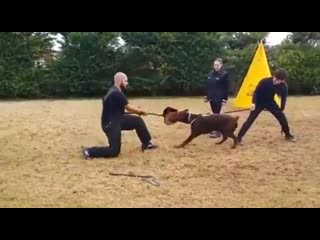 Versailles marquis beringard