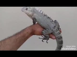 High blue utila spiny tail iguana