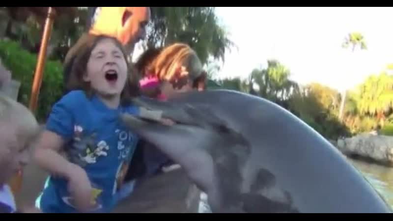 Дельфин укусил восьмилетнюю девочку в океанариуме seaworld /dolphin bites eight year old girl at seaworld