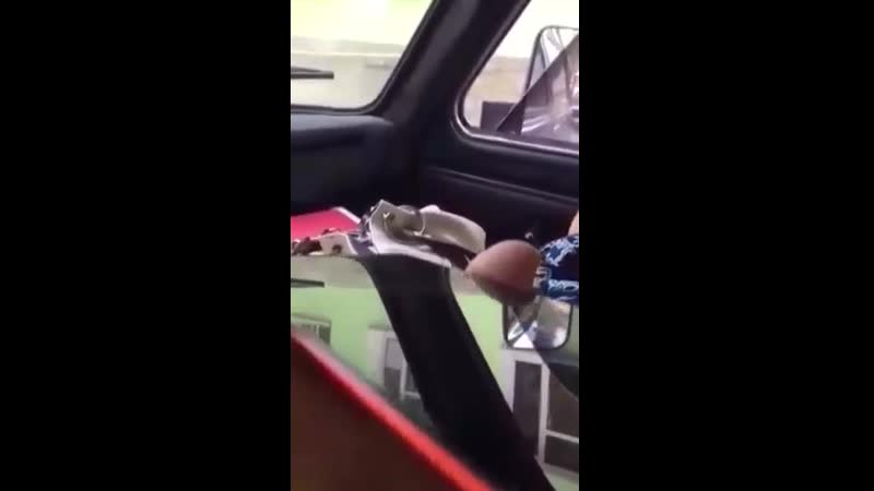 Срамота собачья