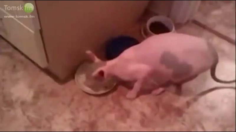 Паскуда альф