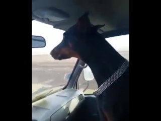 Антирадар (6 sec)