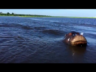 Hippo charge on chobe river jan2015