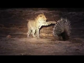 Leopard and porcupine hunt, c4 images and safaris, mashatu photo workshop © guy larin