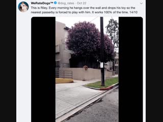 Play with riley, gosh darn it