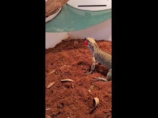 Lizards are very excited about their raspberry