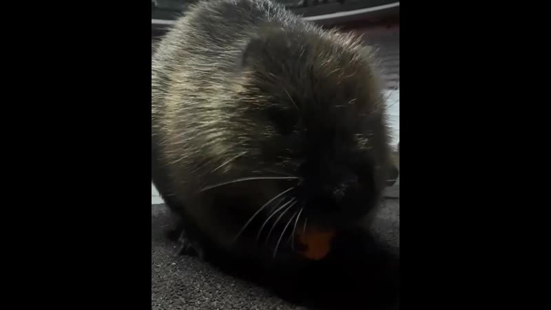 Бобриха фрося в курском цирке