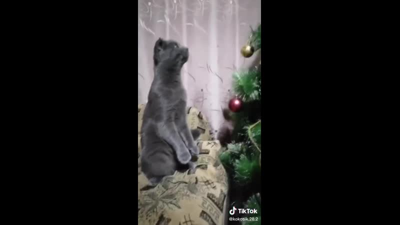 Даже кот наряжает ёлку